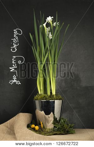 Daffodil Plant In Steel Pot With Christmas Greeting Inscription