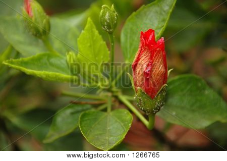 Rød Rose blomst på Azorerne