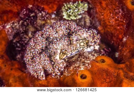 Elysia crispata common name the lettuce sea slug