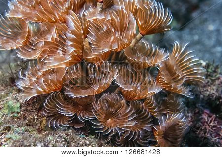 social feather duster Bispira brunnea underwater on coral Caribbean reef