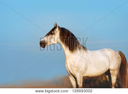 Beautiful white stallion poses on the blue sky background. A horse with a black mane close-up in profile