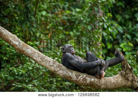 Bonobo (pan Paniscus) On A Tree Branch.