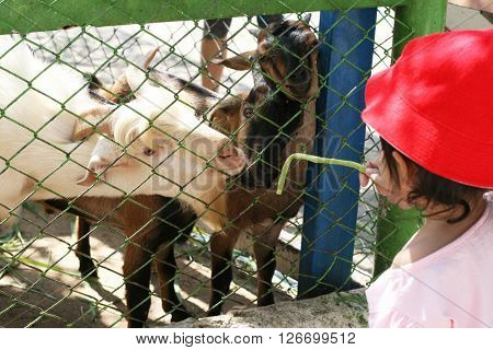 Goats feeding by a little girl in a zoo