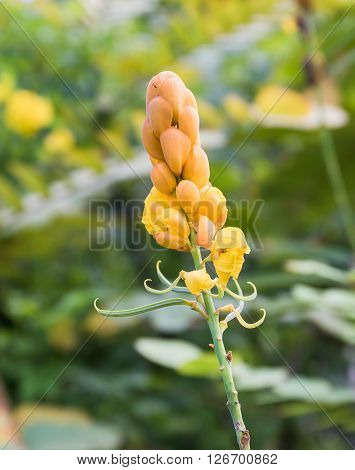 Christmas candle Ring worm Bush candle bush Flower