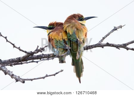 Two colourful Bee eaters pearched on a branch sitting close to each other for warmth in the cold weather.