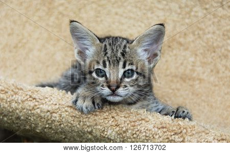 Savannah cat. Beautiful face of a spotted and striped gold colored Serval Savannah kitten with blue eyes relaxing on a cat tree shelf.