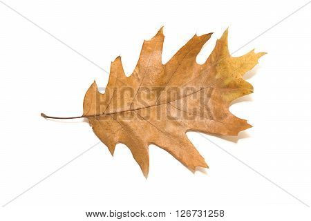 Dry autumn oak leaf on over white