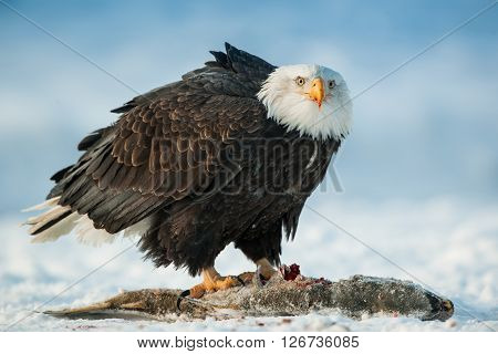 The Bald Eagle ( Haliaeetus Leucocephalus ) Sits On Snow And Eats A Salmon Fish.