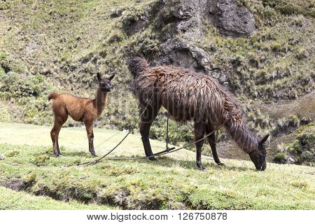 Very often the use of llamas by farmers in the Ecuadorian highlands and around Zumbahua province of Cotopaxi Ecuador