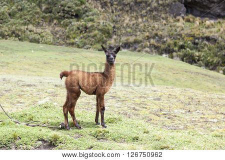 Very often the use of llamas by farmers in the Ecuadorian highlands and around Zumbahua province of Cotopaxi Ecuador