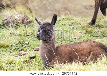 Very often the use of llamas by farmers in the Ecuadorian highlands and around Zumbahua province of Cotopaxi Ecuador