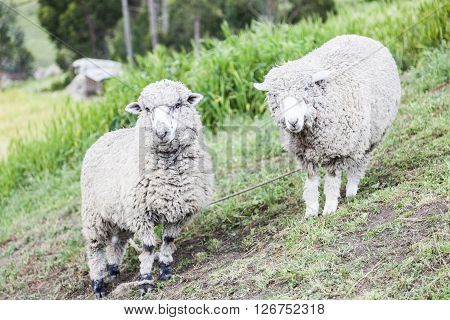 Sheep raised for wool and meat around Zumbahua province of Cotopaxi Ecuador