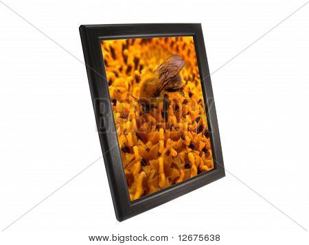 Biene in einem frame