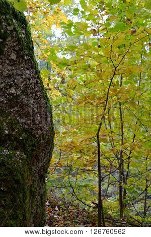 autumnal forest with a large boulder - perspecitve