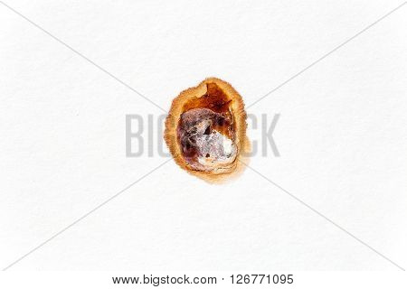 bird guano on paper in beautiful abstract shapes