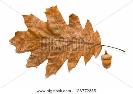 Dry autumn oak leaf on over white