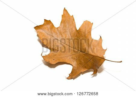 Dry autumn oak leaf on over white
