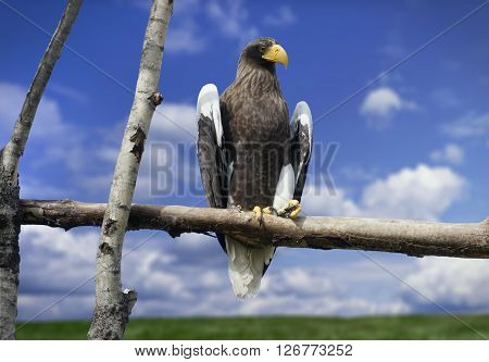 Look at an American bald eagle with a yellow beak sitting on a tree branch