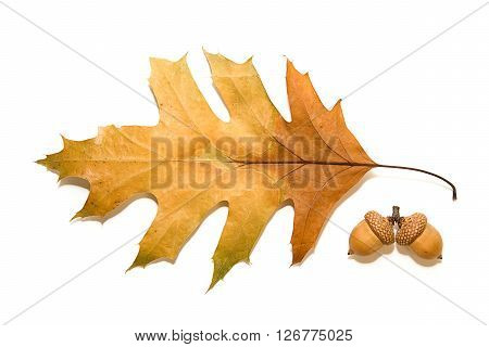 Dry autumn oak leaf on over white