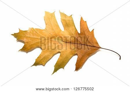 Dry autumn oak leaf on over white