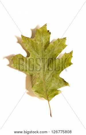 Dry autumn oak leaf on  over white
