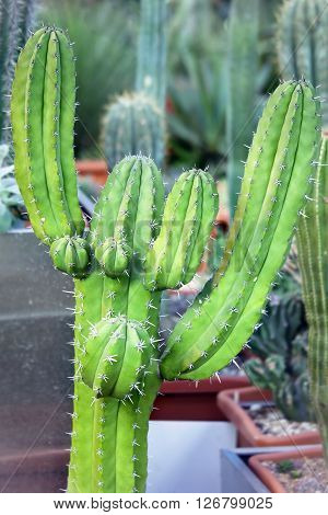 Cactus Plant - Myrtillocactus schenkii in greenhouse