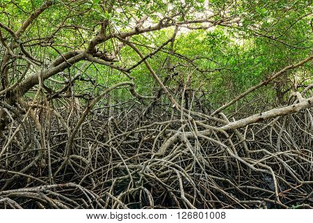 Green mangroves swamp jungle dense vegetation forest in Tobago Caribbean