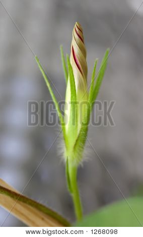 Flor de brotamento