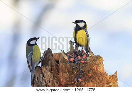 two Tits on the bird feeder eating seeds and peanuts in the Park in the winter
