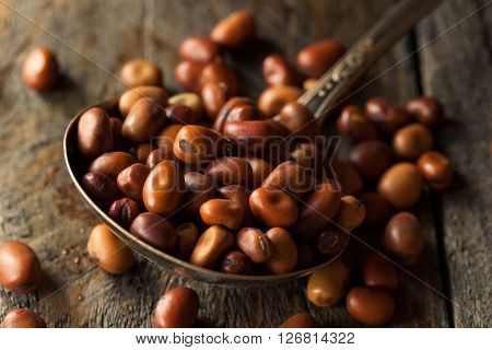 Raw Dry Organic Fava Beans