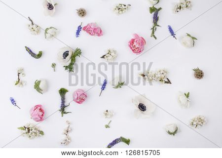 Heads of flowers : white anemones; pink tulips; white buttercups; violet veronica; blossom plum grape hyacinths on white background from the top