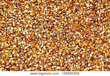 Bulk of yellow a corn grains textur