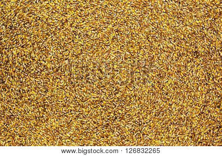 Processed organic wheat grains as agricultural background.