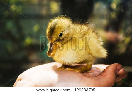 Little yellow duckling on human hands.The symbol of spring