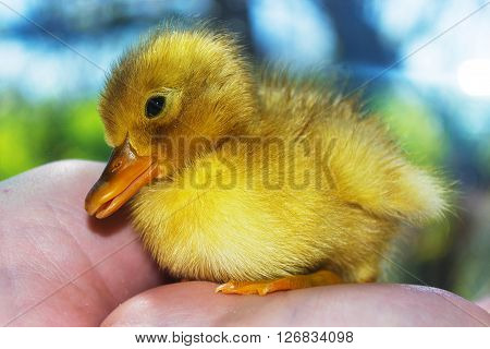 Little yellow duckling on human hands.The symbol of spring