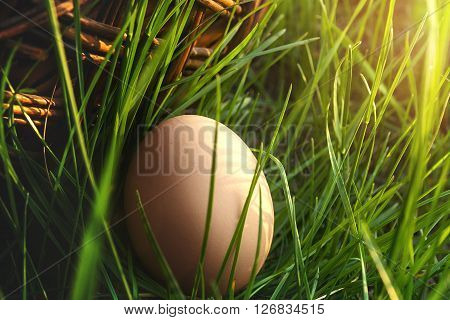 Basket of easter eggs on Fresh Green Grass