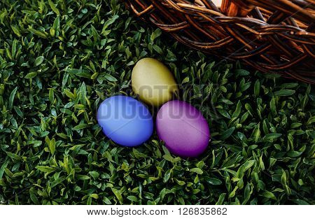 Basket of easter eggs on Fresh Green Grass