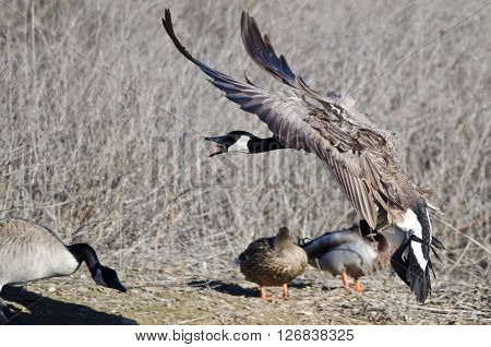 Canada Goose Squawking As It Comes In For Landing