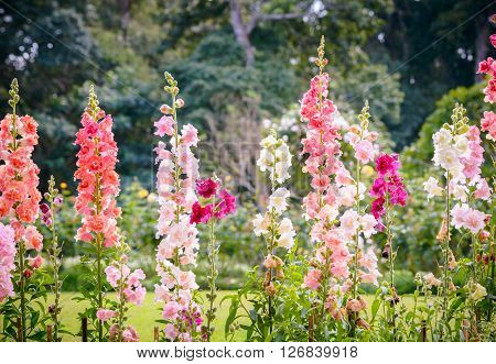 Snap dragon flower (Antirrhinum majus) blooming in garden