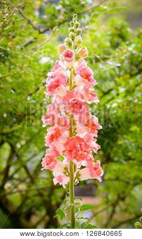 Snap dragon flower (Antirrhinum majus) blooming in garden