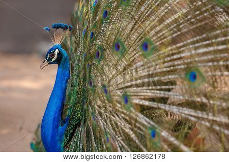 Peacock spreading his tail during the mating season