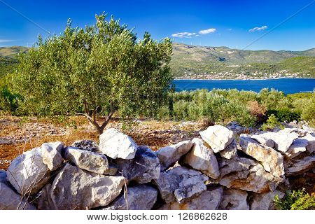 Olive plantage by the sea in Marina bay Dalmatia Croatia