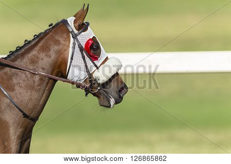 Horse Racing Head Blinkers