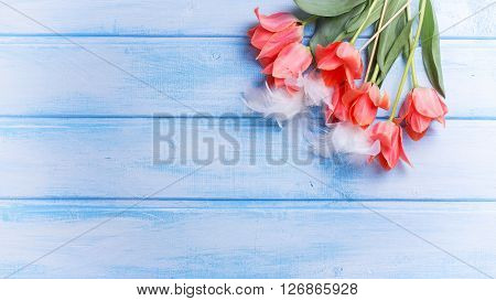 Easter or spring background. Decorative eggs with feather and coral tulips flowers on blue wooden background. Selective focus. Place for text. Toned image.