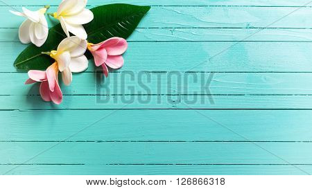 Background with white and pink tropical plumeria flowers on turquoise wooden background. Selective focos. Place for text. Toned image.