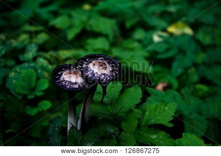 Unusual mushrooms growing on the forest edge