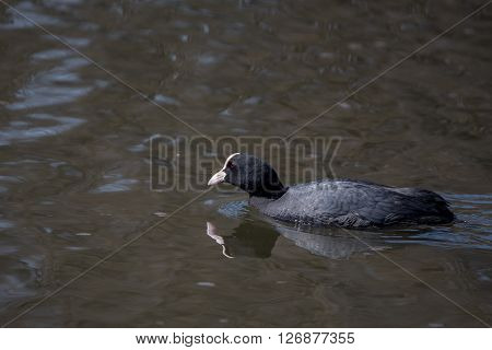 Eurasian coot is swimming in the lake in Russia