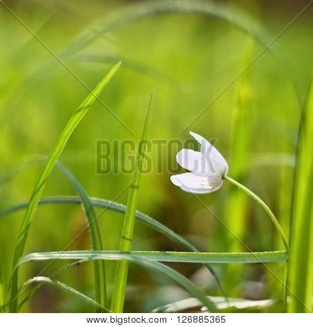 Spring White Flowers In The Grass (isopyrum Thalictroides)  Photos Old Lens.