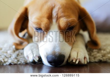 Beagle dog nose sad beagle on the capet selective focus
** Note: Visible grain at 100%, best at smaller sizes