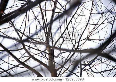 The tracery of offshoots of a young tree without leaves in winter
** Note: Soft Focus at 100%, best at smaller sizes